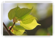 jeunes _feuilles