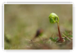 Pousse d'arbre