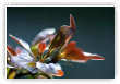 éclats de berberis