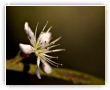 petite fleur d'arbuste