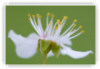 Fleur de prunelier