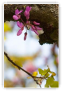 Floraison improbable