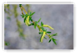 pleurs du saule