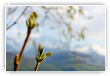 noyer de grenoble