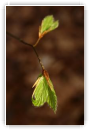 Eclosion