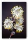 Pom Pom