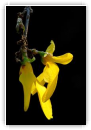 Jaune d'Or