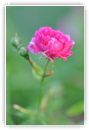 la rose et le bourgeon