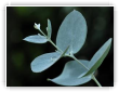 Larme d'eucalyptus