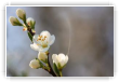 Toile sur fleur