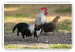 Chant du coq