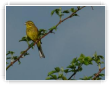 Bruan jaune m�le