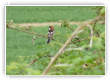 Pie gri�che � t�te rousse