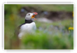 Clown des falaises