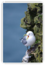 Mouette tridactyle