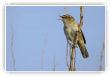 Phragmite des joncs