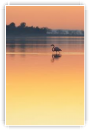 Flamant rose
