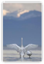 Le cor des Alpes