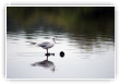 reflet chanteur