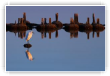 Aigrette garzette
