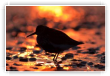Bécasseau variable au couchant