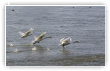 Envol de cygnes sur la Loire