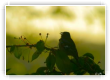 Pinson des arbres