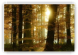 Grands arbres