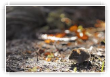 par une matinee d automne