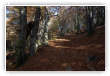 sentier vosgien