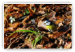 Mésange bleue
