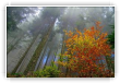 magie en forêt