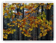 quelques feuilles