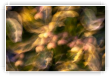 Flou d'automne