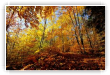 Forêt du Chanet 2