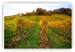 Vignoble Colombier 2