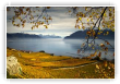 Lavaux
