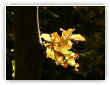 Feuille d'automne