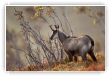 Chamois d'or