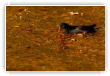 Poule d'Eau