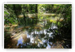 Marais de Guyane