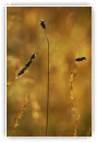 Herbes chaudes