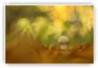 champignon