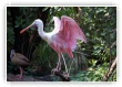 Les oiseaux tropicaux