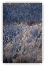 Sapins et neige