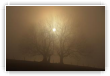 Lever de soleil à travers les arbres