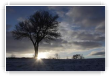 Une étoile sur un arbre
