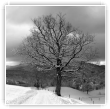 un arbre en hiver