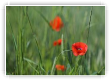 Rouge dans vert