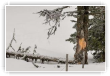 Blessure d hiver